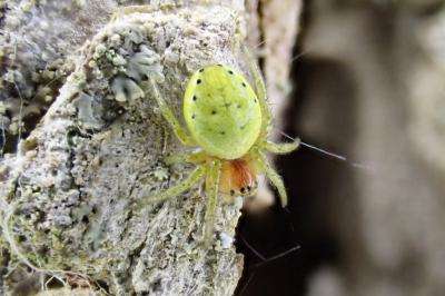 <i>Araniella</i>