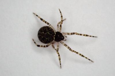 <i>Theridion</i>