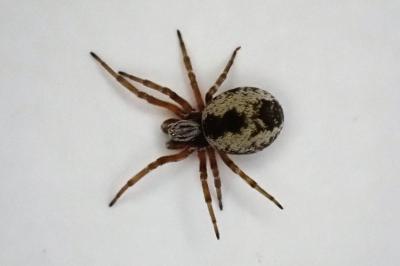<i>Dictyna</i>