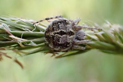 <i>Agalenatea redii</i>