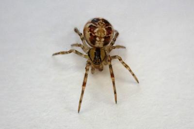 <i>Phylloneta</i>