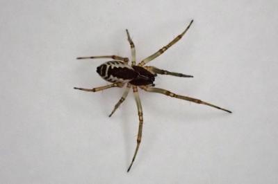 <i>Frontinellina frutetorum</i>