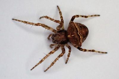 <i>Gibbaranea bituberculata</i>