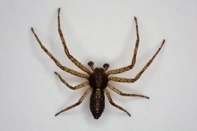 <i>Tmarus</i>
