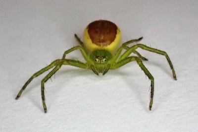 <i>Diaea dorsata</i>