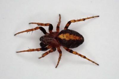 <i>Cercidia prominens</i>