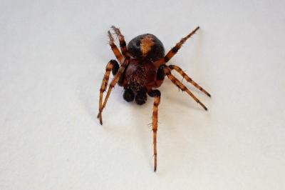 <i>Cercidia prominens</i>