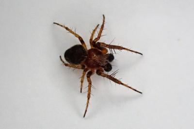 <i>Araneus</i>