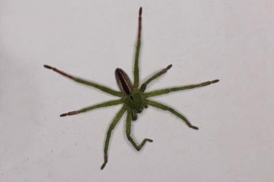 <i>Micrommata ligurina</i>
