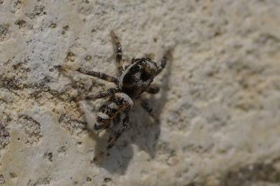 <i>Salticus scenicus</i>
