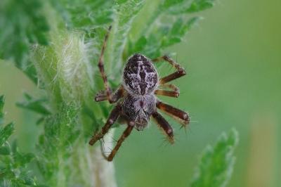 <i>Agalenatea redii</i>