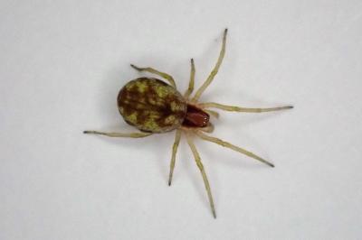 <i>Nigma flavescens</i>