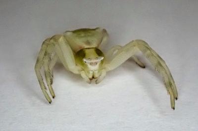 <i>Thomisus onustus</i>