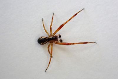 <i>Anelosimus</i>