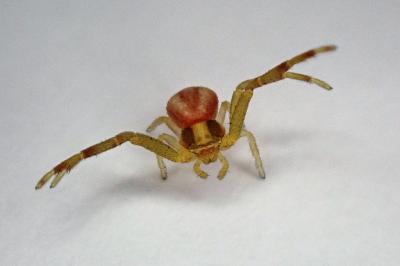 <i>Runcinia grammica</i>