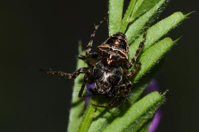 <i>Gibbaranea bituberculata</i>