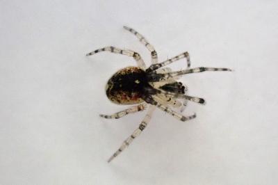 <i>Platnickina tincta</i>