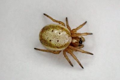 <i>Hypsosinga albovittata</i>
