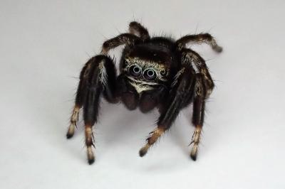<i>Evarcha arcuata</i>