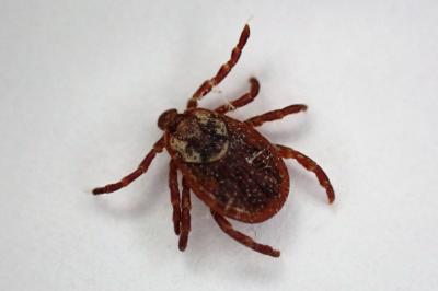 <i>Dermacentor reticulatus</i>