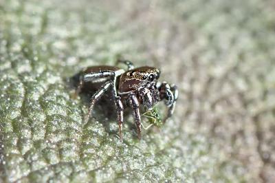 <i>Heliophanus tribulosus</i>