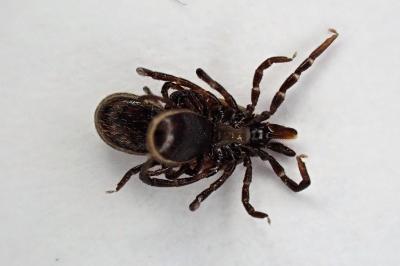 <i>Ixodes ricinus</i>