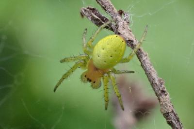 <i>Araniella</i>