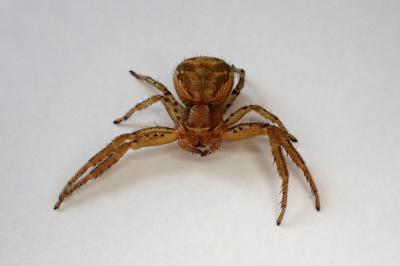 <i>Xysticus</i>
