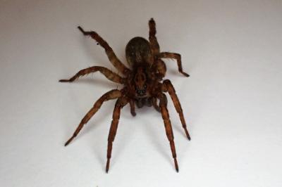 <i>Trochosa</i>