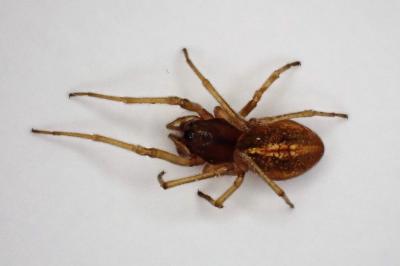 <i>Pachygnatha</i>