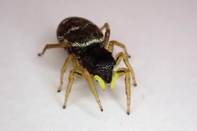 <i>Heliophanus</i>
