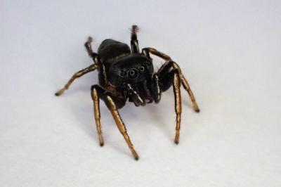 <i>Heliophanus</i>