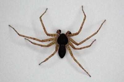 <i>Philodromus dispar</i>