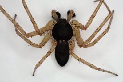 <i>Philodromus dispar</i>