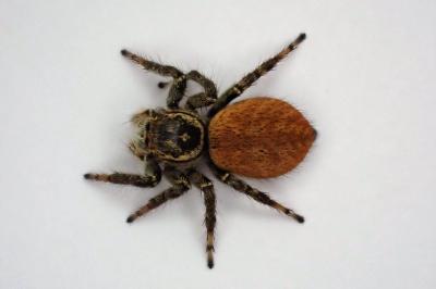 <i>Carrhotus xanthogramma</i>