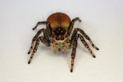 <i>Carrhotus xanthogramma</i>