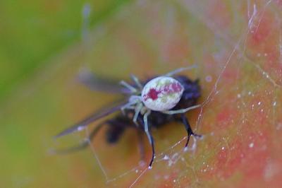 <i>Nigma puella</i>