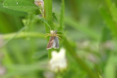 <i>Runcinia grammica</i>
