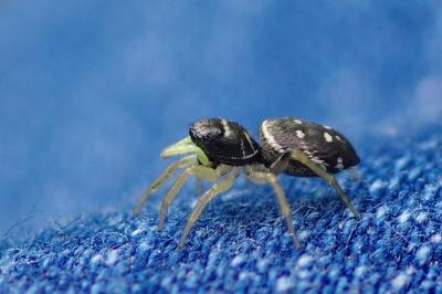<i>Heliophanus</i>