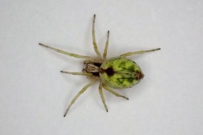 <i>Nigma puella</i>