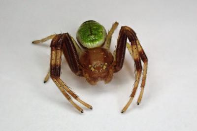 <i>Ebrechtella tricuspidata</i>