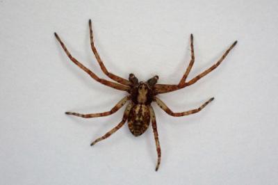<i>Philodromus</i>