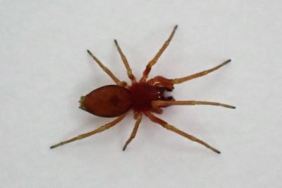 <i>Nigma</i>