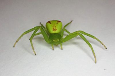 <i>Ebrechtella tricuspidata</i>