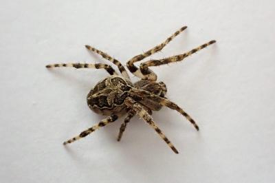 <i>Larinioides sclopetarius</i>