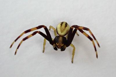 <i>Misumena vatia</i>