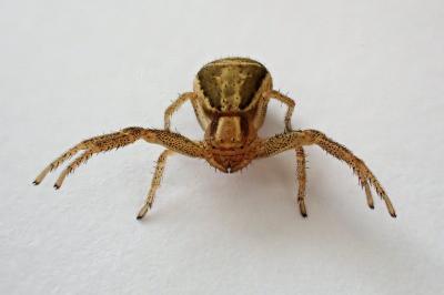 <i>Xysticus</i>