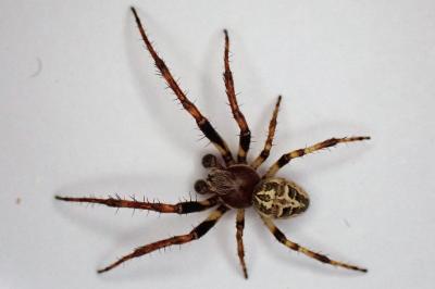 <i>Larinioides cornutus</i>