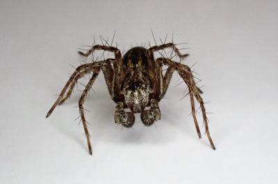 <i>Oxyopes</i>