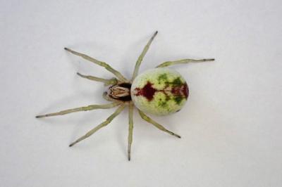 <i>Nigma puella</i>